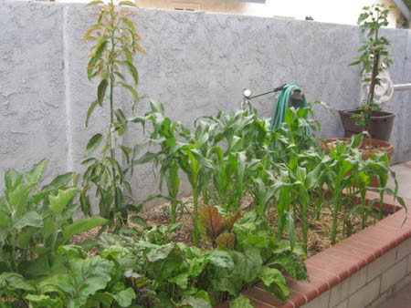 Our new dwarf avacado tree with our corn