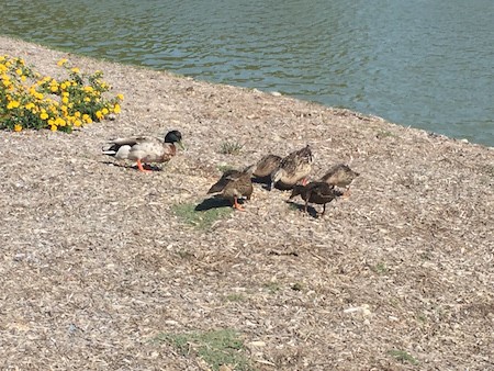 The Teenagers were out and about