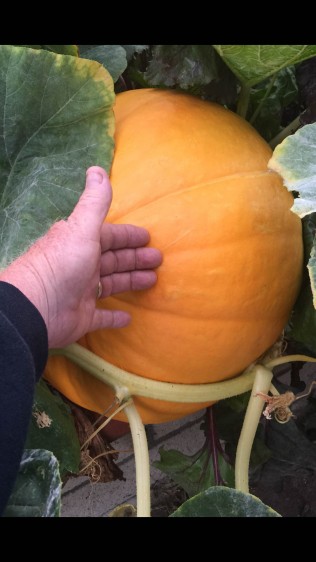 Our pumpkins are getting large already!