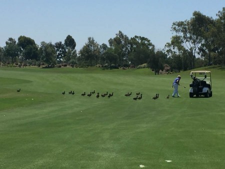 Sue and her fan club on hole six