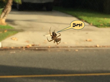 Met Mr. Spider on the walk!  He was just finishing breakfast!