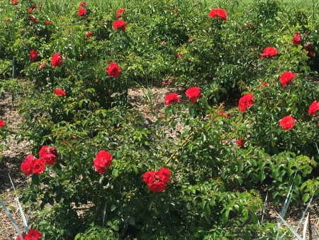 Brilliant reds can be seen for several holes