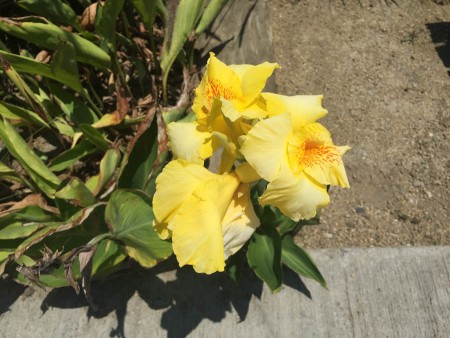 James got fascinated with the yellow flowers