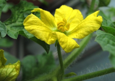 The male blossom resides on a thin stem (no baby watermelon)