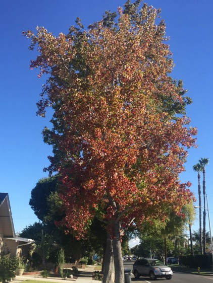 The trees are turning!