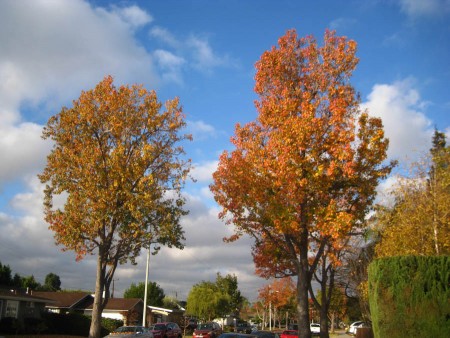 Who needs a Fall Foliage Trip when we have our own neighborhood!