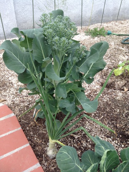 Broccolini is coming inside in a few hours