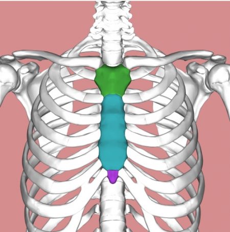 The sternum is sawed through to access to the heart!