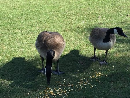 Spoiled rotten... They are dining on vitamin fortified duck/goose food