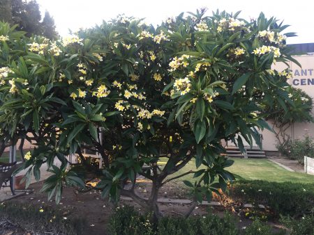 The Santa Ana Plumeria was in excellent condition despite the heat