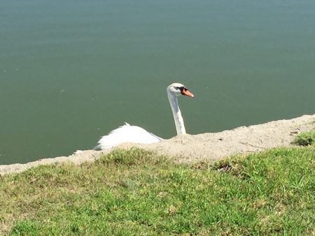 Lilly The Swan