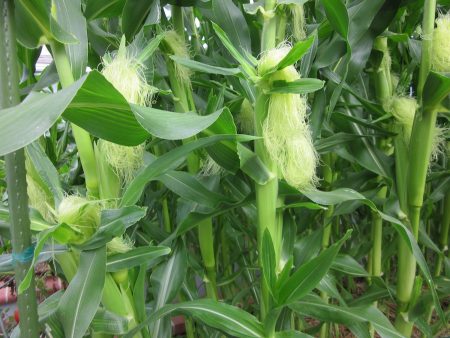 Corn Being Born