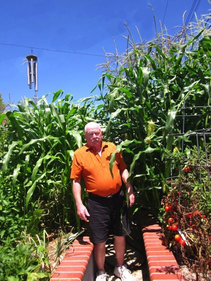 Corn as tall as the elephants eye (and Paul's also)