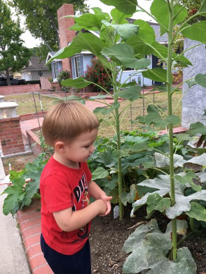 Helping Uncle Paul take care of the garden