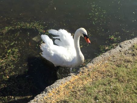 Lilly the Swan loves to have Grandma Sue visit with her