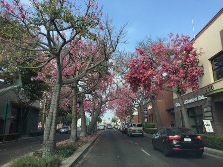 The trees along the boulevard were beautiful