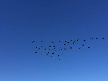 We heard the sound! 51 Canadian Geese flew right over the course