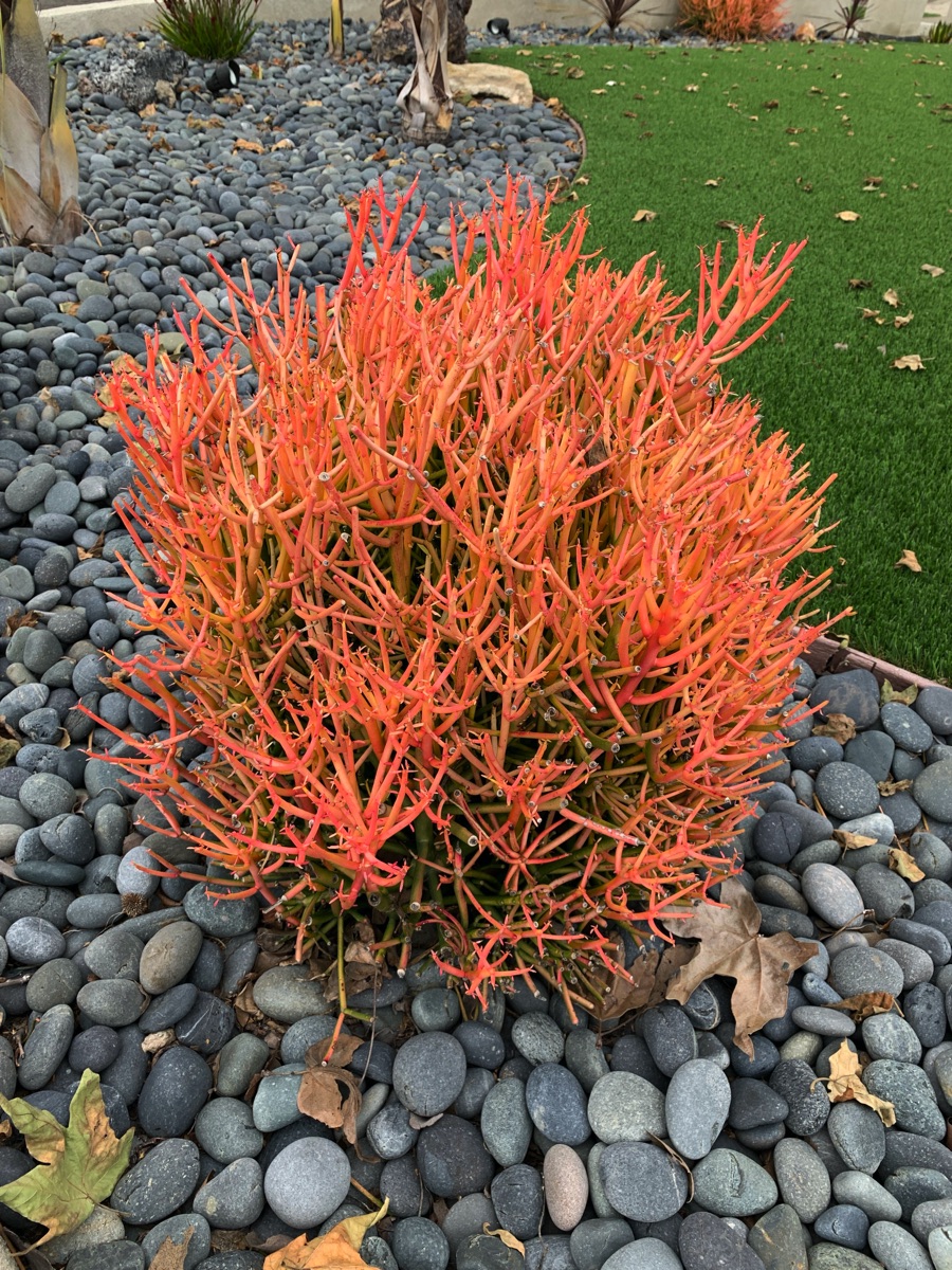 The Fire Plant was showing its stuff today!