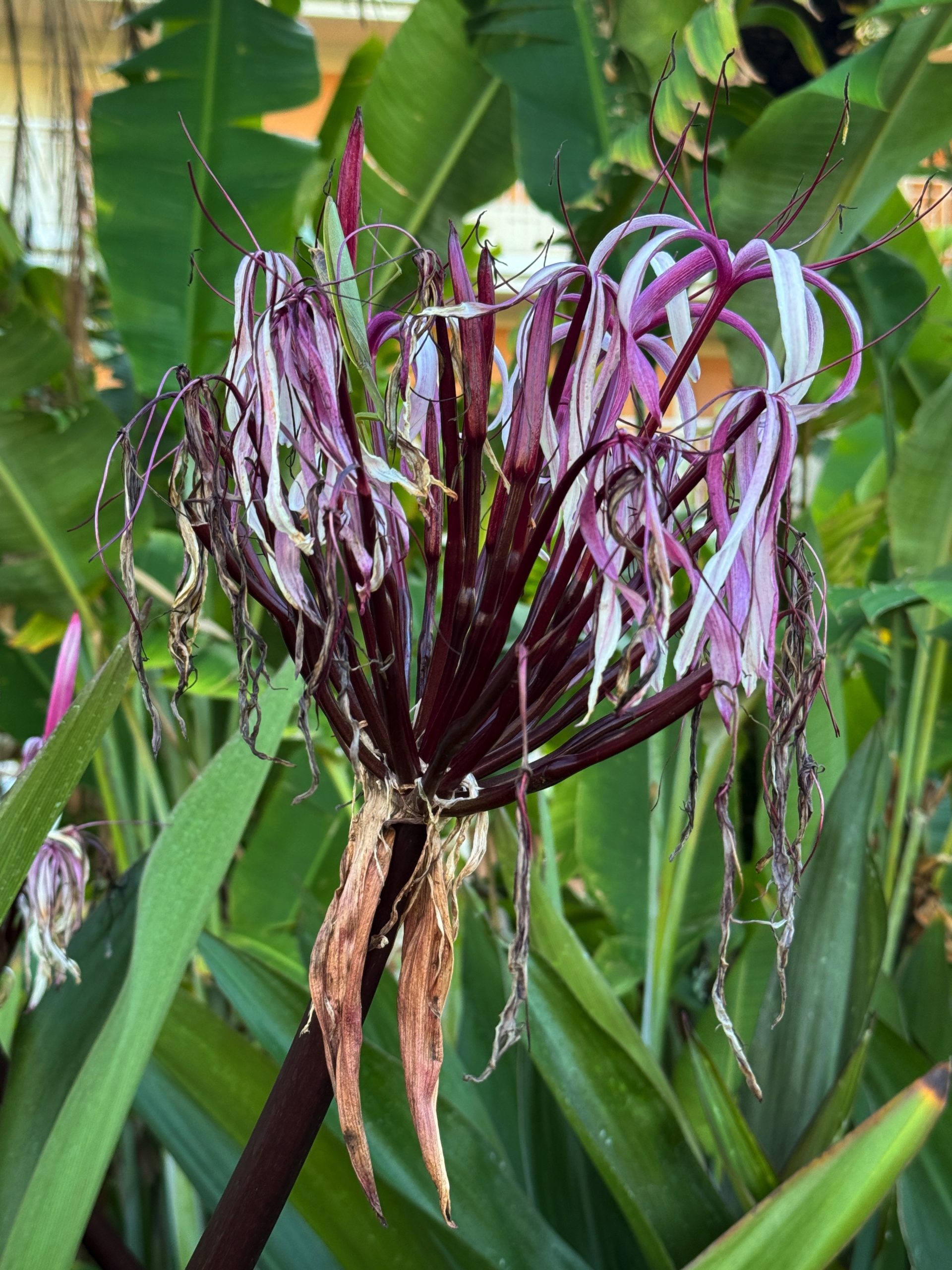 The Spider Lillies were everywhere.