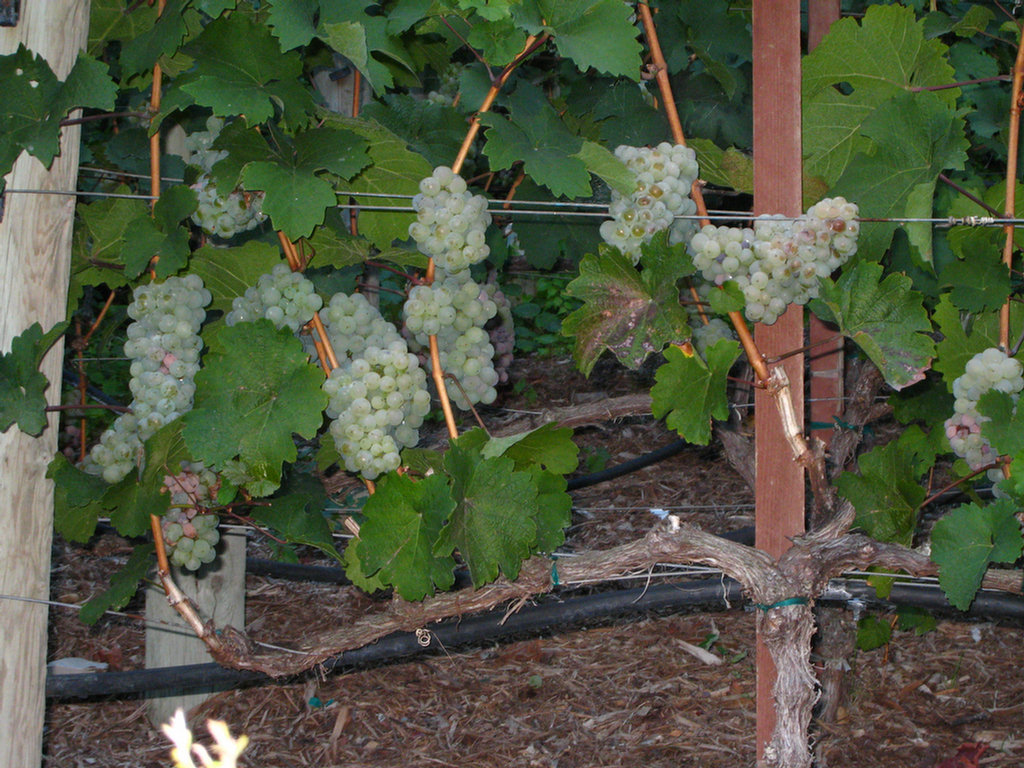 Grapes Are Growing, A Good Sign