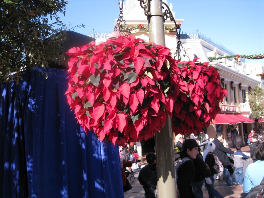 Celebrating Robin;s birthday at Disneyland 2011