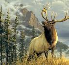 Elks Backgrounds