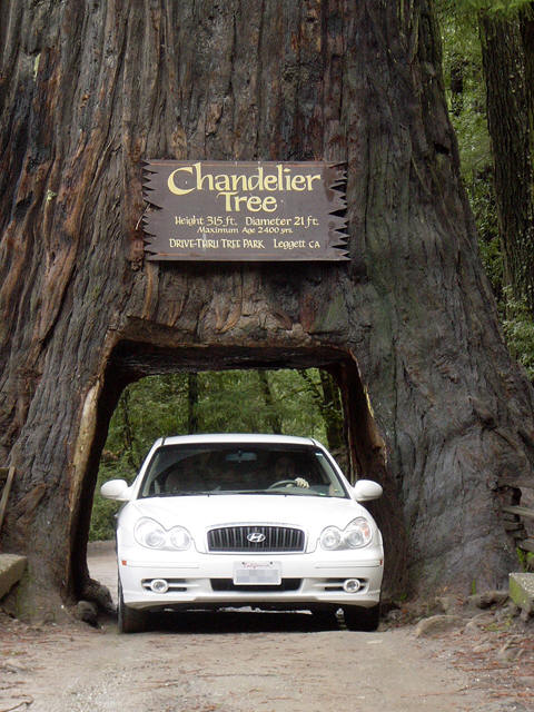 Chandlier Tree