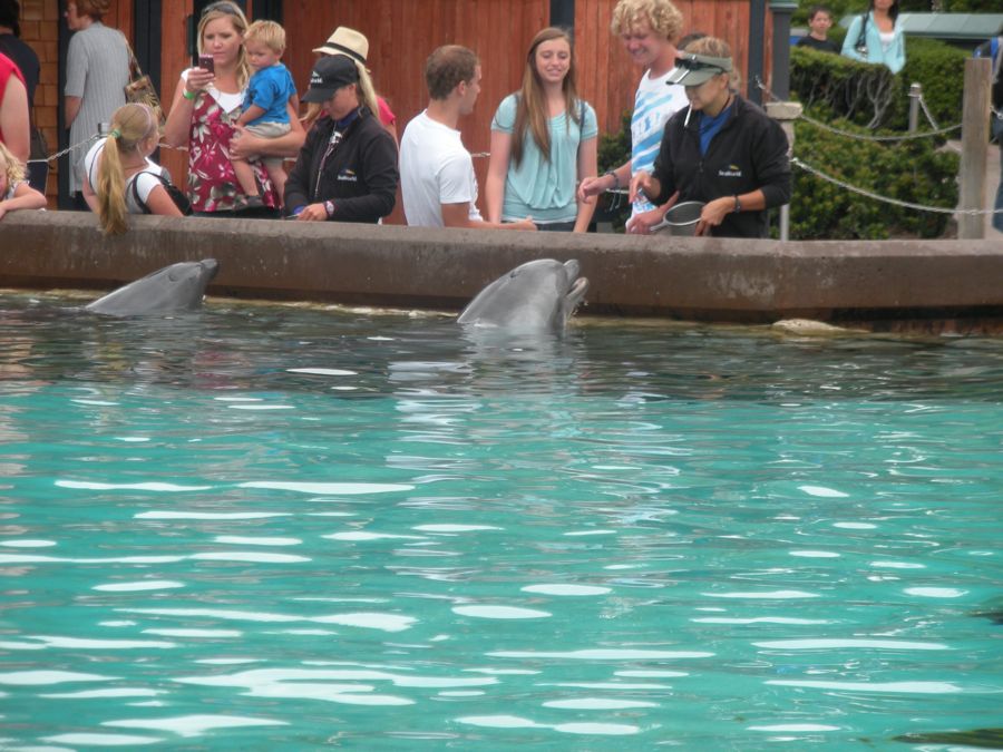 Jon and Sara  go to Sea World 2011 then dine with Pete and Lisa