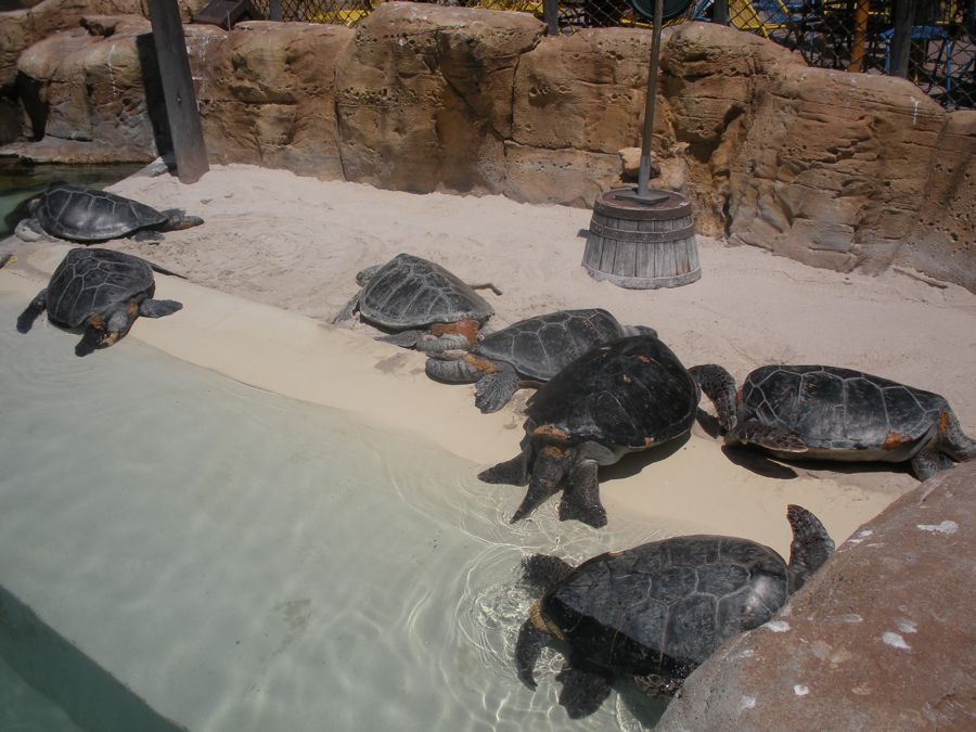 Jon and Sara  go to Sea World 2011 then dine with Pete and Lisa