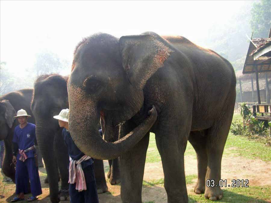 Time to visit the elephants and have a ride