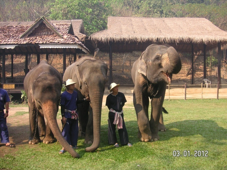 Time to visit the elephants and have a ride