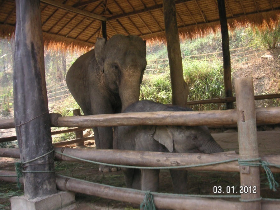 Time to visit the elephants and have a ride