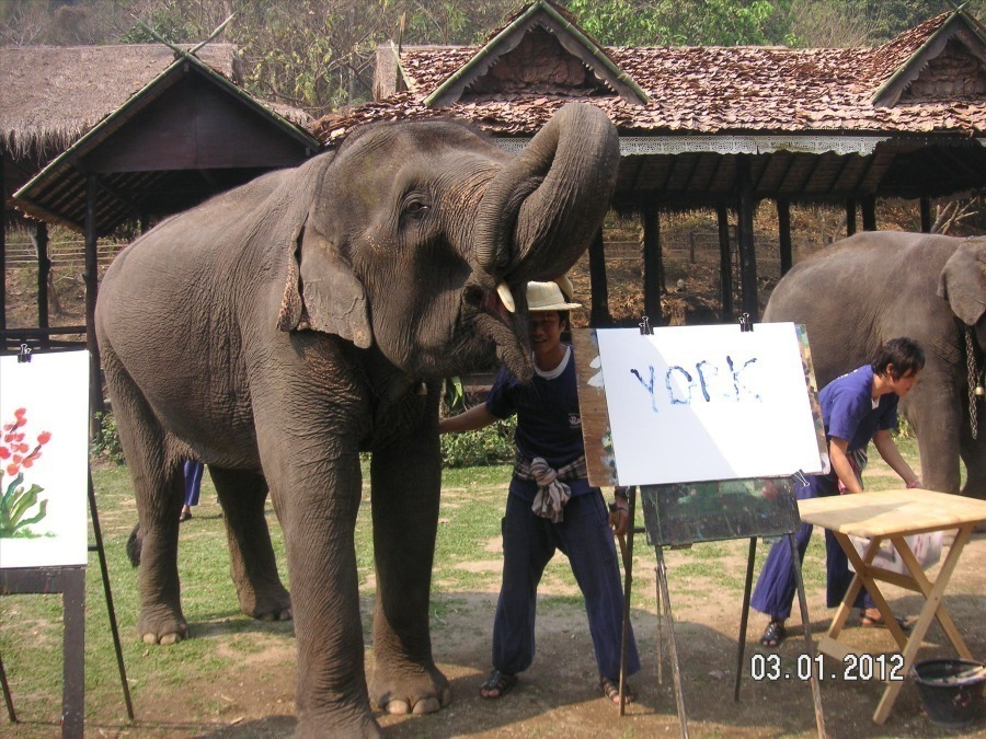 Time to visit the elephants and have a ride