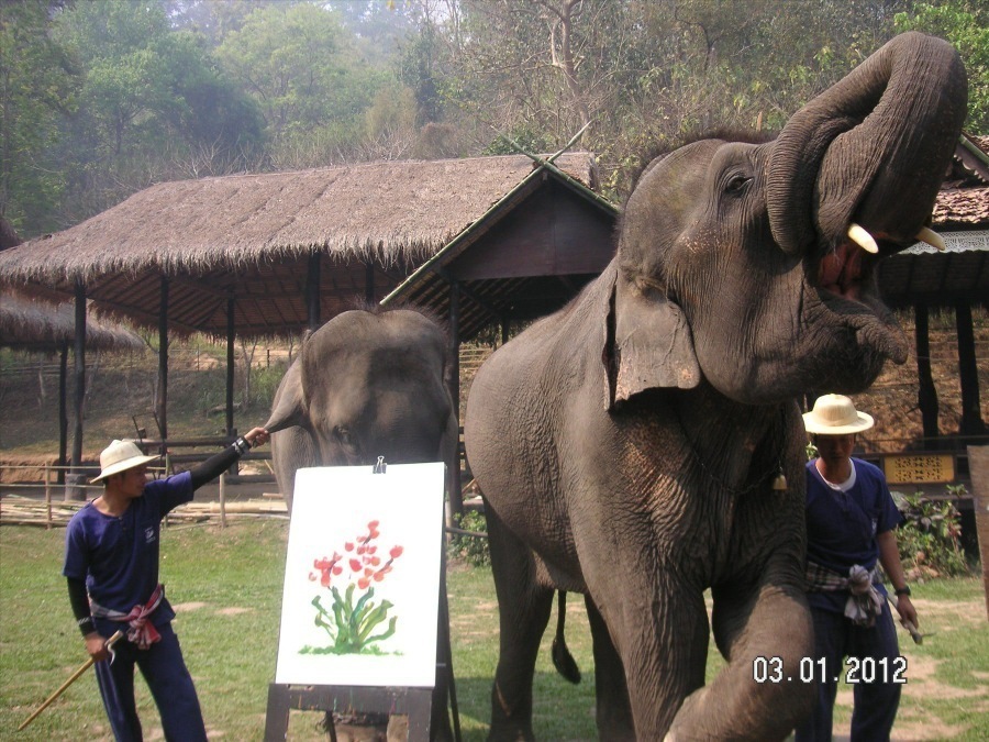 Time to visit the elephants and have a ride