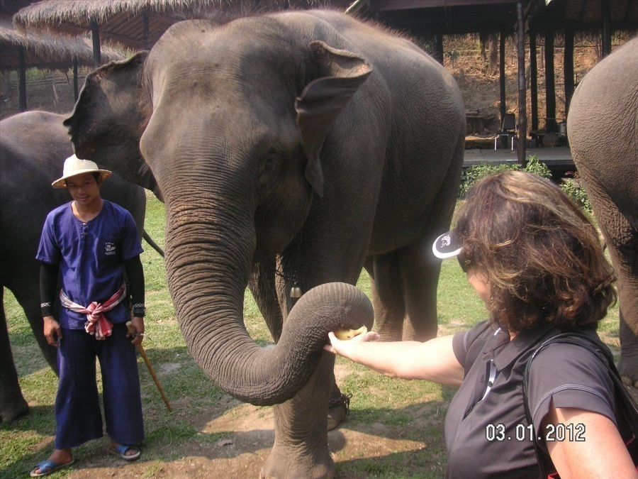 Time to visit the elephants and have a ride