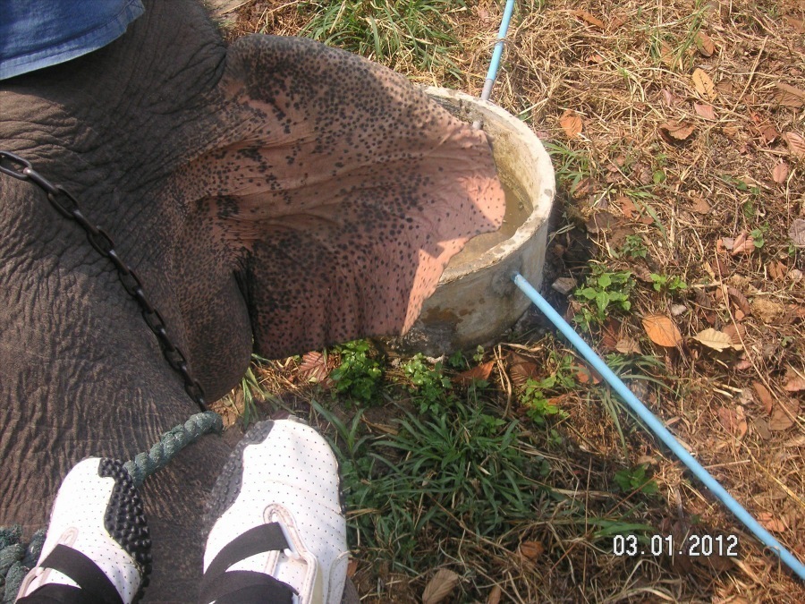 Time to visit the elephants and have a ride