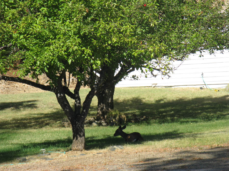 From Redding To Cresent City traveling with Bob and Sandy