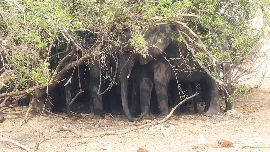 Janice visits Africa October 2016