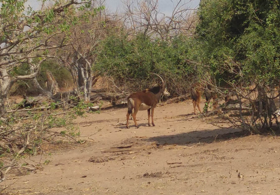 Janice visits Africa October 2016