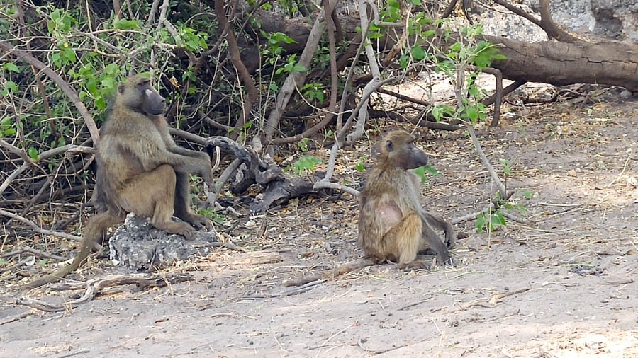 Janice visits Africa October 2016