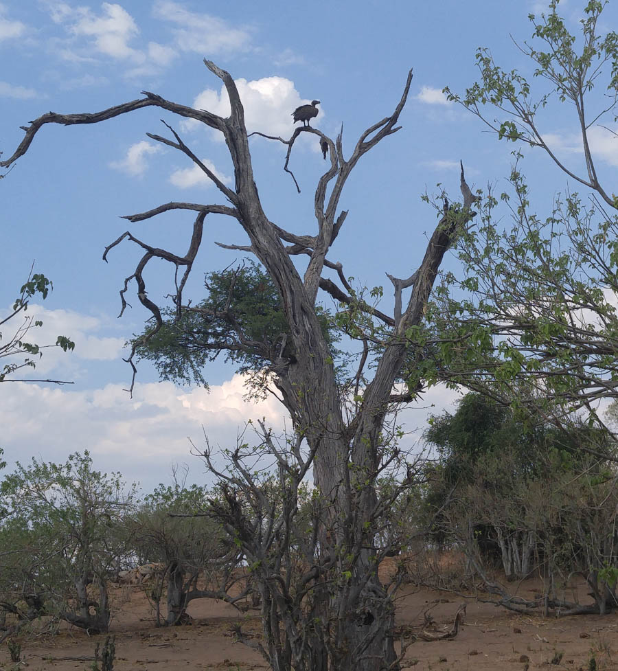 Janice visits Africa October 2016