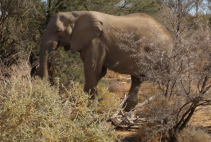 Day two at Inverdoorn Game Reserve South Africa