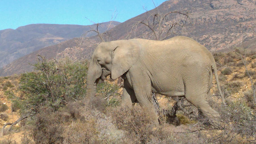 Day two at Inverdoorn Game Reserve South Africa