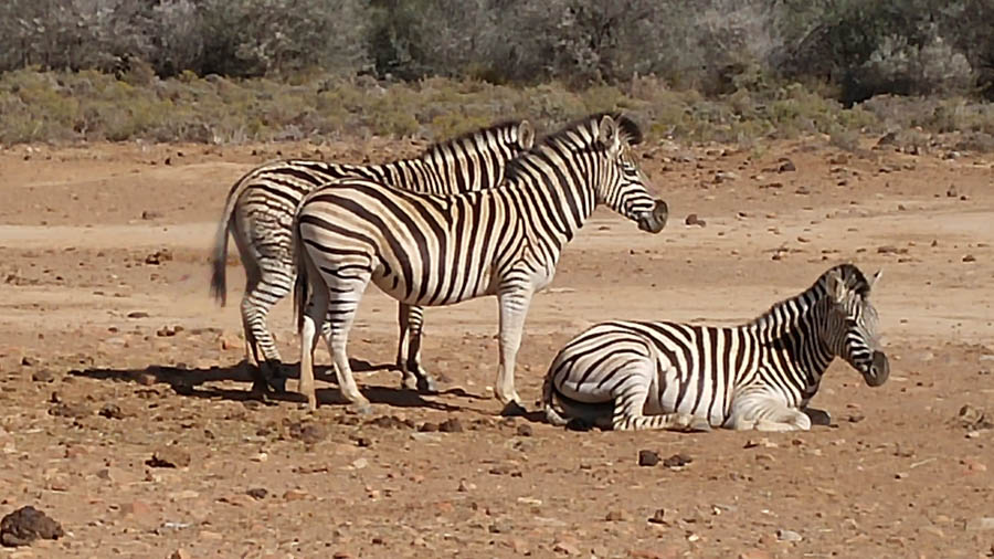 Day two at Inverdoorn Game Reserve South Africa
