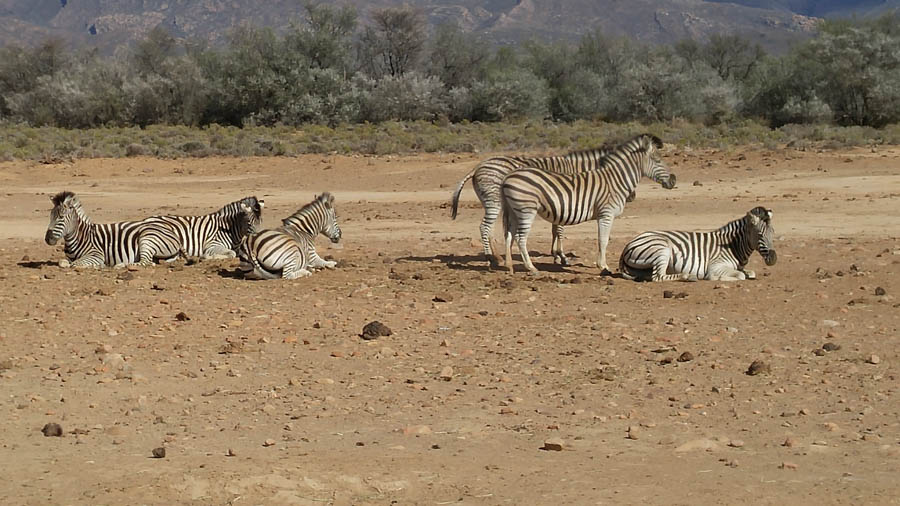 Day two at Inverdoorn Game Reserve South Africa