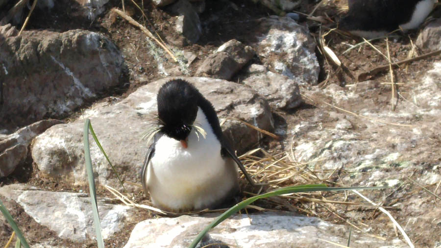 Visiting the Falkland Islands November 2016