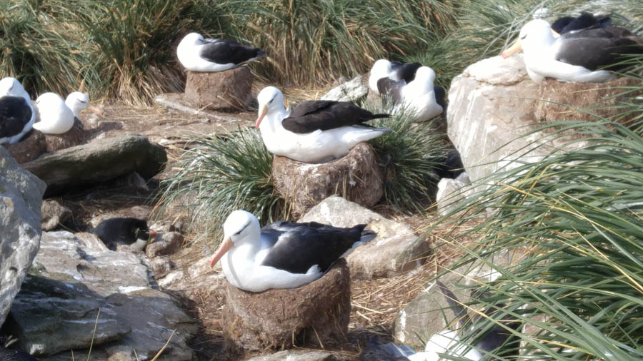 Visiting the Falkland Islands November 2016