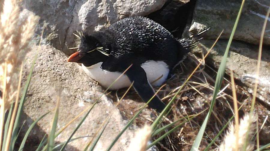 Visiting the Falkland Islands November 2016