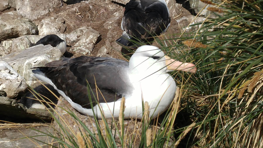 Visiting the Falkland Islands November 2016