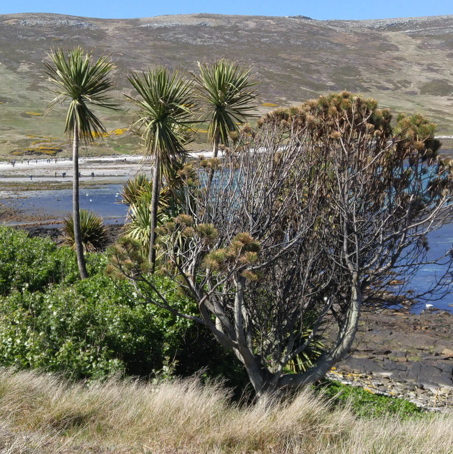 Visiting the Falkland Islands November 2016